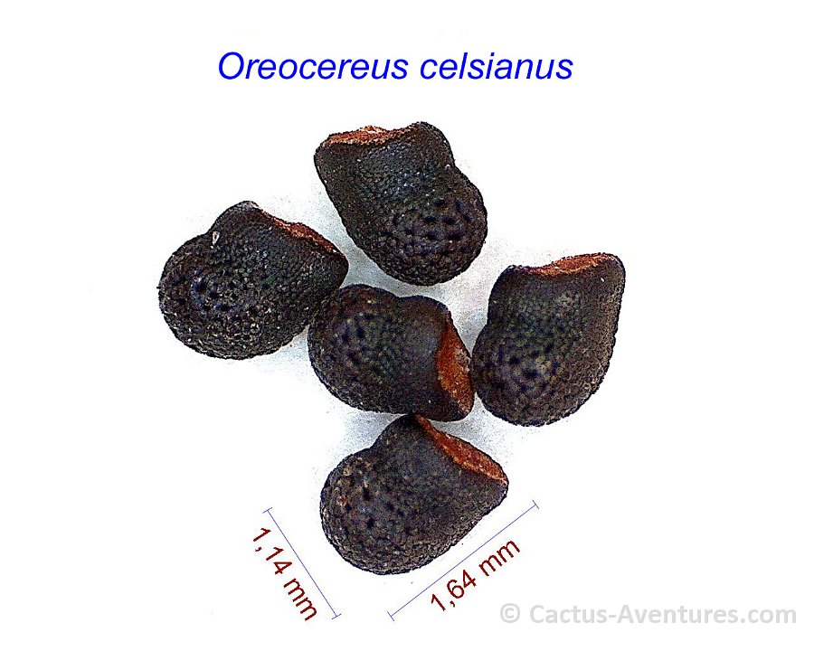 Oreocereus celsianus